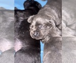 Small #37 Cane Corso