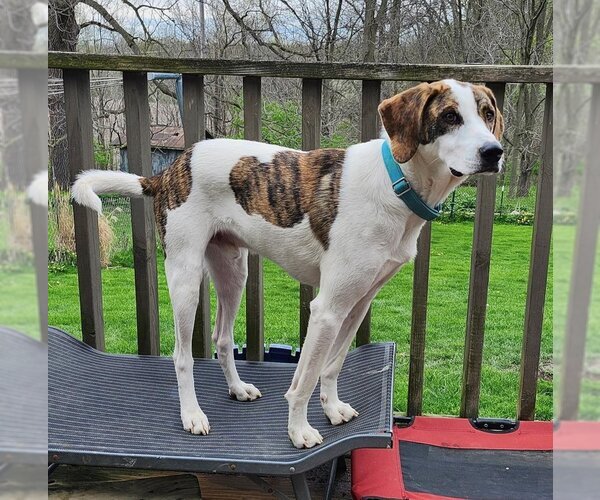 Medium Photo #1 Mutt Puppy For Sale in Batavia, NY, USA