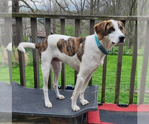 Mutt Dogs for adoption in Batavia, NY, USA