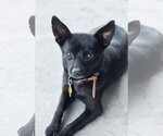 Small #3 Chihuahua