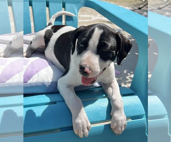 Medium Photo #2 Dachsador Puppy For Sale in Pompano Beach , FL, USA