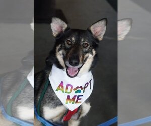 German Shepherd Dog-Huskies  Mix Dogs for adoption in Crystal , MN, USA