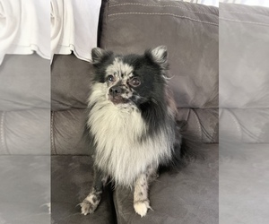 Father of the Pomeranian puppies born on 05/06/2019
