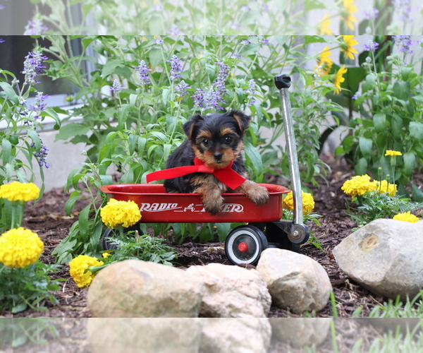 Medium Photo #8 Yorkshire Terrier Puppy For Sale in HUMBOLDT, IL, USA