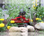 Small #7 Yorkshire Terrier
