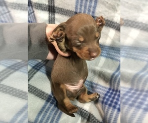 Dachshund Puppy for sale in MIDDLETOWN, IN, USA