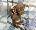 Small Photo #1 Dachshund Puppy For Sale in MIDDLETOWN, IN, USA