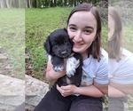 Small #1 Border Collie-Golden Retriever Mix