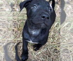 Small #3 Black Mouth Cur-Labrador Retriever Mix