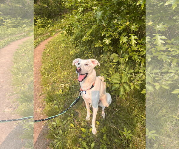 Medium Photo #10 Greyhound-Unknown Mix Puppy For Sale in Minneapolis, MN, USA
