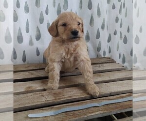 Goldendoodle Puppy for sale in ATHENS, WI, USA