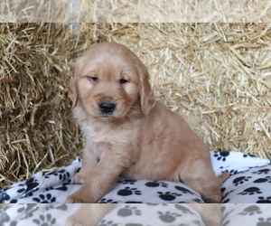 Golden Retriever Puppy for sale in SHILOH, OH, USA