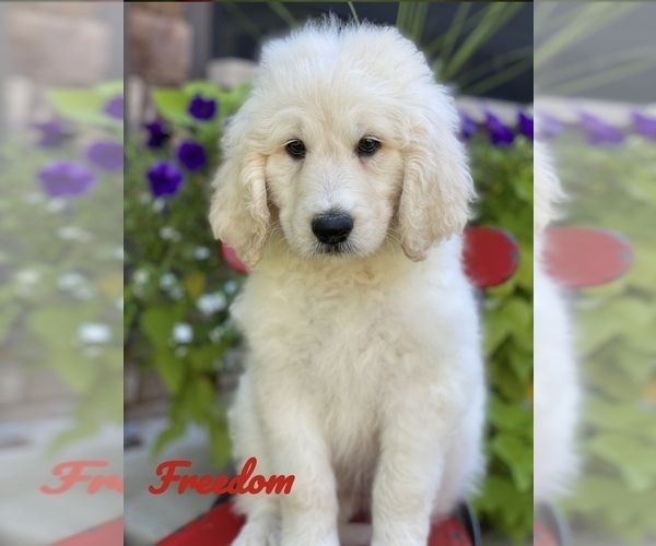 Medium Photo #11 Pyredoodle Puppy For Sale in BOWLING GREEN, OH, USA