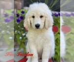 Small Photo #11 Pyredoodle Puppy For Sale in BOWLING GREEN, OH, USA