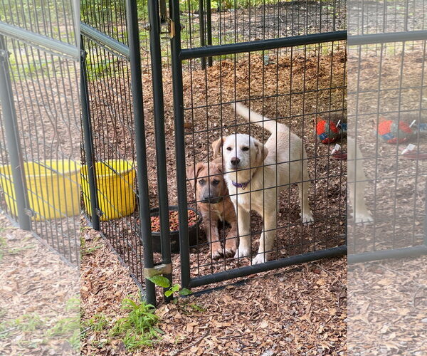 Medium Photo #3 Labrador Retriever-Unknown Mix Puppy For Sale in Croydon, NH, USA
