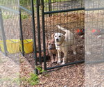 Small #2 Labrador Retriever Mix