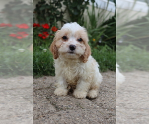 Cavapoo Puppy for sale in WEST SALEM, OH, USA
