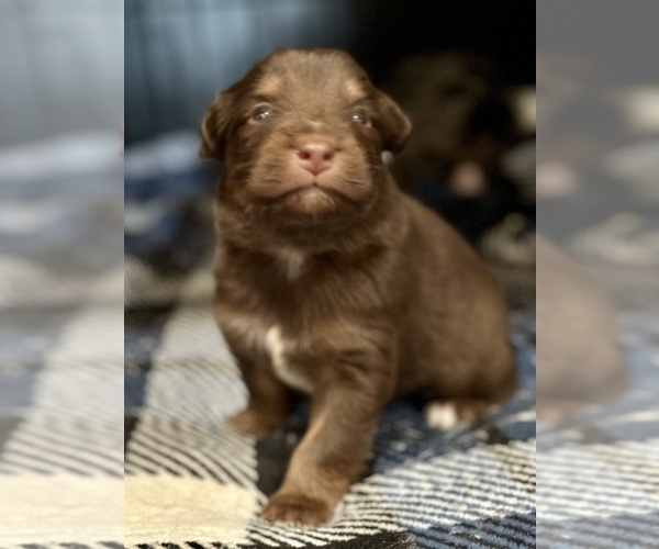 Medium Photo #60 Australian Shepherd Puppy For Sale in NEW BRAUNFELS, TX, USA