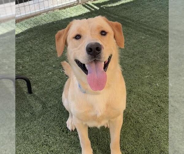 Medium Photo #1 Labrador Retriever-Unknown Mix Puppy For Sale in San Diego, CA, USA