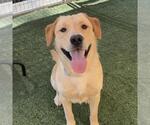 Small Labrador Retriever Mix