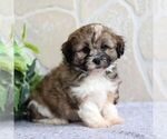 Small Photo #1 Zuchon Puppy For Sale in GORDONVILLE, PA, USA