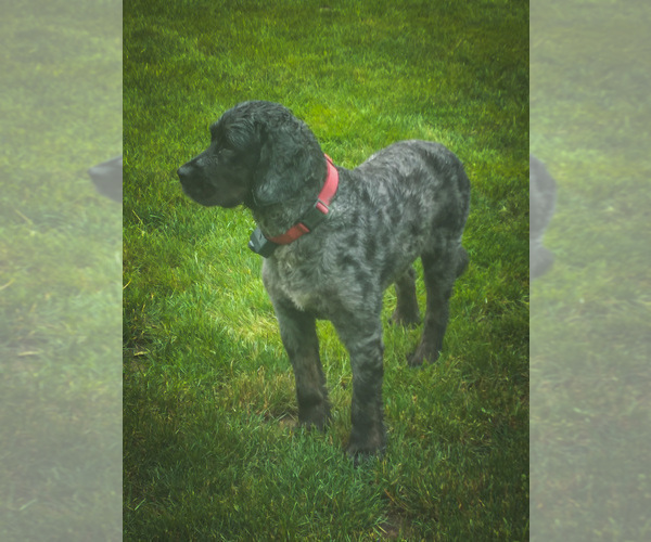 Medium Photo #1 Bernedoodle (Miniature) Puppy For Sale in NARVON, PA, USA