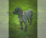 Small Photo #1 Bernedoodle (Miniature) Puppy For Sale in NARVON, PA, USA