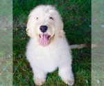 Small Photo #1 Goldendoodle (Miniature) Puppy For Sale in NAPPANEE, IN, USA