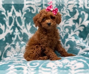 Cavapoo Puppy for sale in LAKELAND, FL, USA