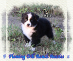 Small Miniature Australian Shepherd