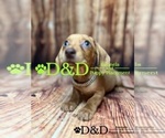 Small Photo #7 Dachshund Puppy For Sale in RIPLEY, MS, USA