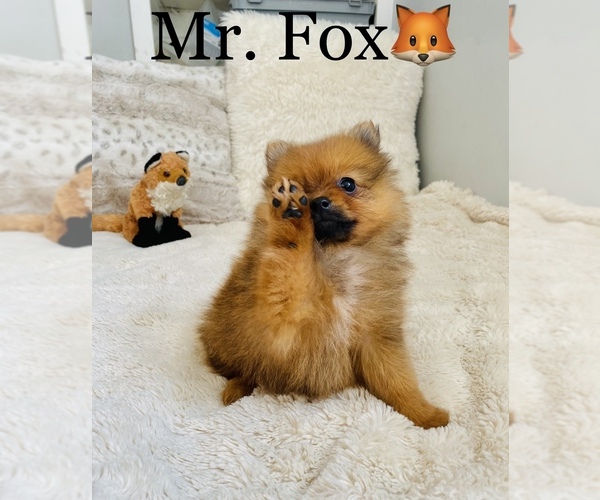 Medium Photo #4 Pomeranian Puppy For Sale in COOKEVILLE, TN, USA