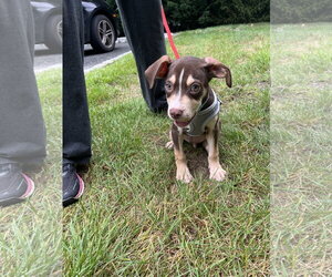 Labrador Retriever-Unknown Mix Dogs for adoption in Oakhurst, NJ, USA