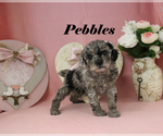 Small #8 Poodle (Toy)