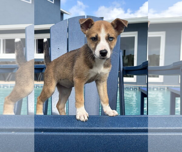 Medium Photo #2 Mutt Puppy For Sale in Royal Palm Beach, FL, USA