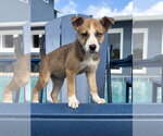 Small Photo #2 Mutt Puppy For Sale in Royal Palm Beach, FL, USA