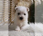 Small Photo #12 West Highland White Terrier Puppy For Sale in SYRACUSE, IN, USA