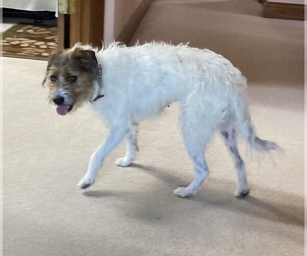 Medium Photo #4 Jack Russell Terrier-Unknown Mix Puppy For Sale in Evansville, IN, USA