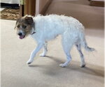 Small #3 Jack Russell Terrier Mix