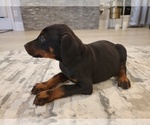 Small Photo #10 Doberman Pinscher Puppy For Sale in MONROE, NC, USA