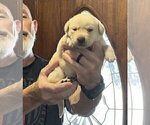Small Photo #69 Labrador Retriever Puppy For Sale in HIGH POINT, NC, USA