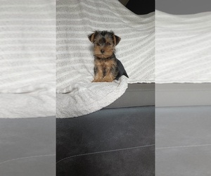 Medium Yorkshire Terrier