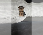Puppy Duke Yorkshire Terrier