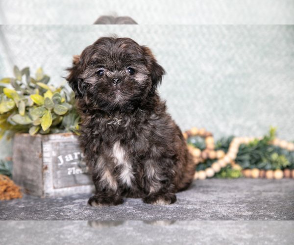 Medium Photo #1 Shih Tzu Puppy For Sale in CLARE, MI, USA