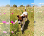 Small #3 Basenji-Rat Terrier Mix