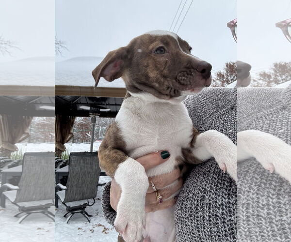 Medium Photo #4 American Staffordshire Terrier-Unknown Mix Puppy For Sale in Duluth, MN, USA