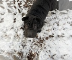 Small Photo #7 Chinese Shar-Pei Puppy For Sale in DIMONDALE, MI, USA