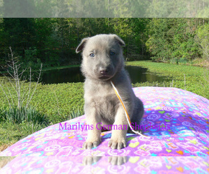 German Shepherd Dog Puppy for sale in PIEDMONT, MO, USA