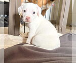 Small #3 Bullypit
