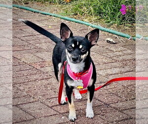 Toy Rat Doxie Dogs for adoption in Atlanta, GA, USA
